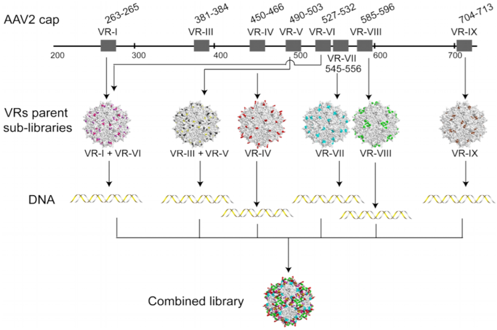 A diagram showing the different stages of a coronavirus infection.