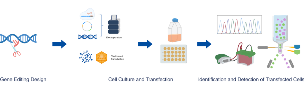 A diagram showing the process of making a dna.