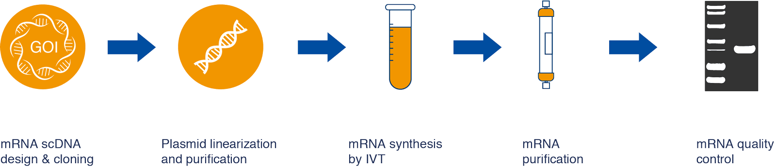 A diagram showing the process of making a vaccine.