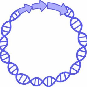 Premade Lenti Helper Plasmid